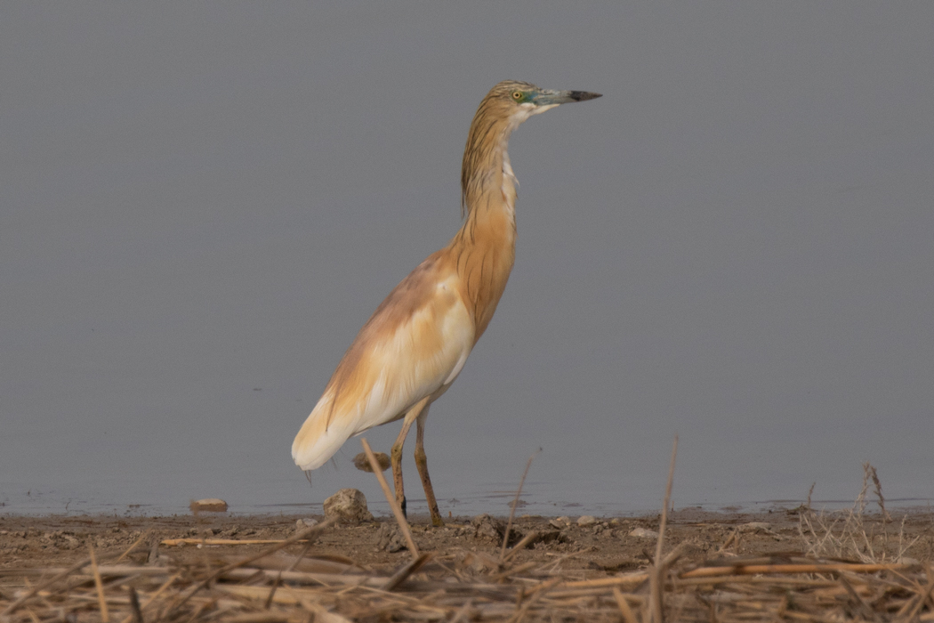 Squacco Heron