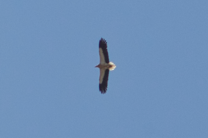 Egyptian Vulture