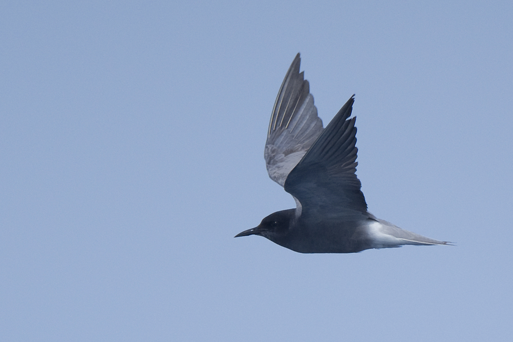 Black Tern