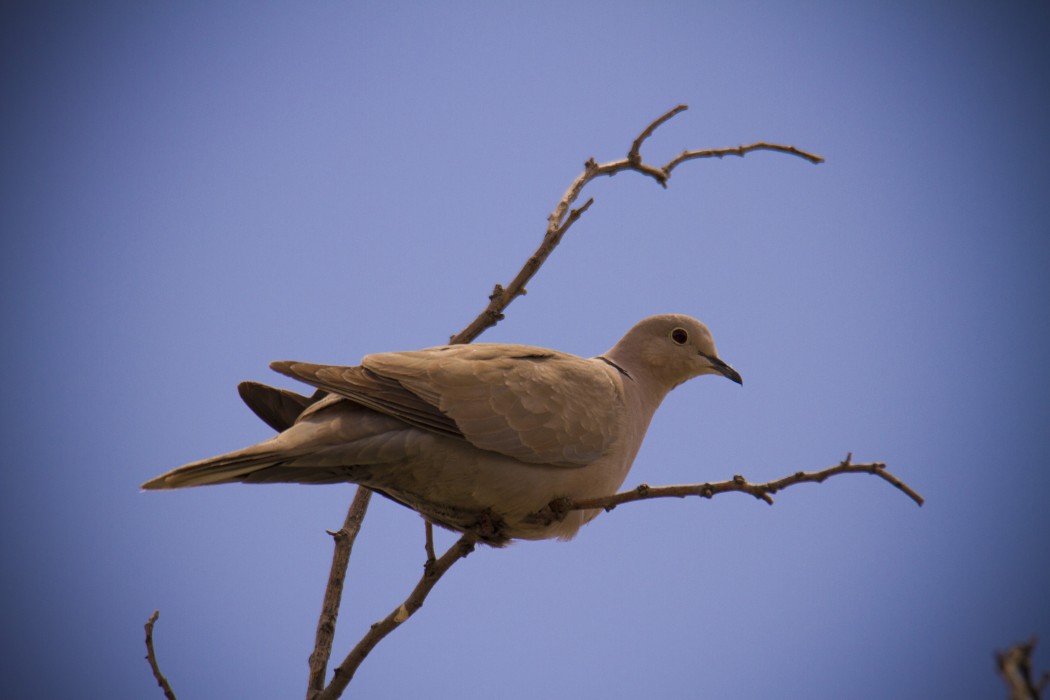 Eurasian Collared Dove