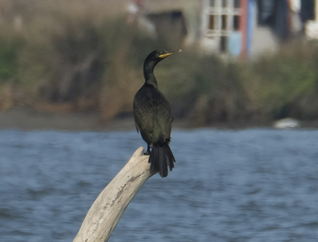 European Shag