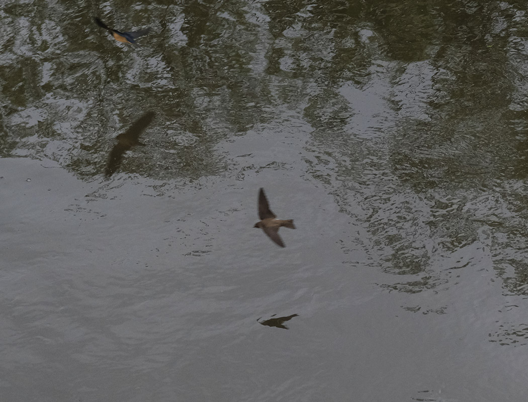 Sand Martin