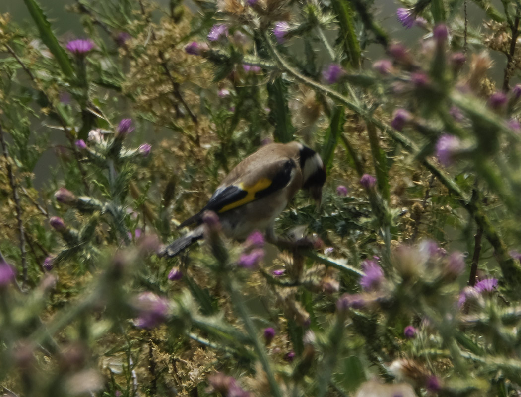 European Goldfinch