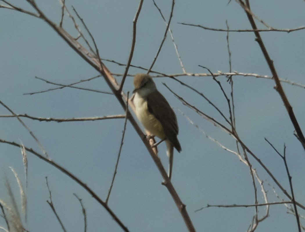 Great Reed Warbler