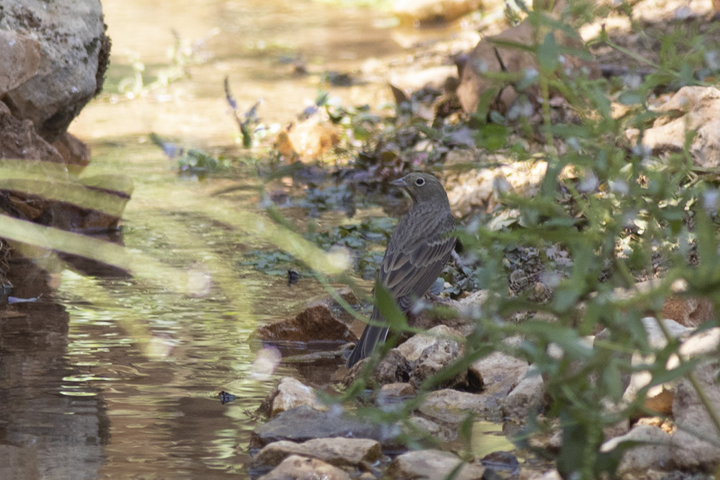Cinereous Bunting