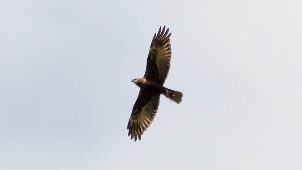 Western Marsh Harrier