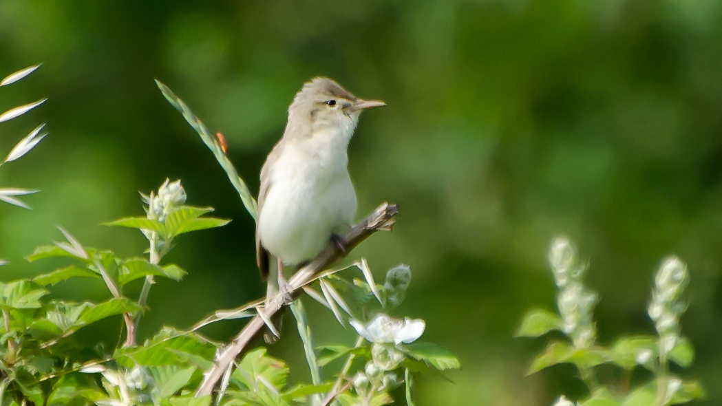 Eastern Olivaceous Warbler