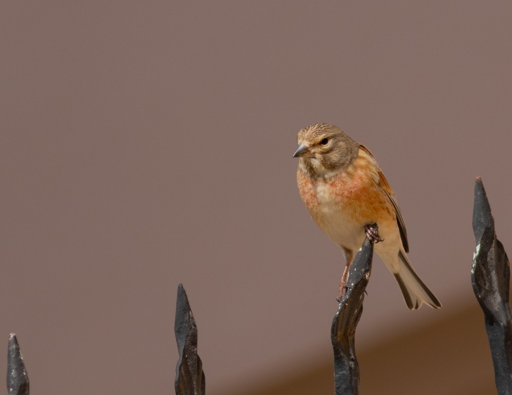 Common Linnet
