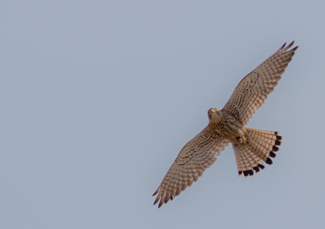 Common Kestrel