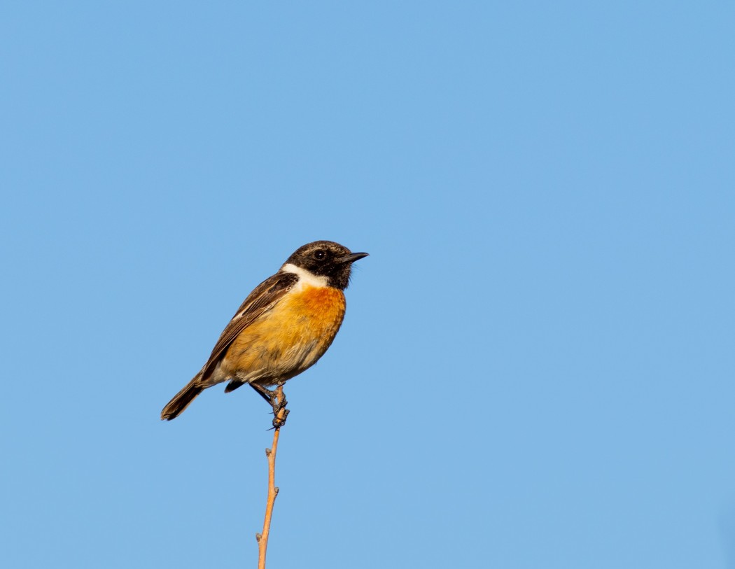 European Stonechat