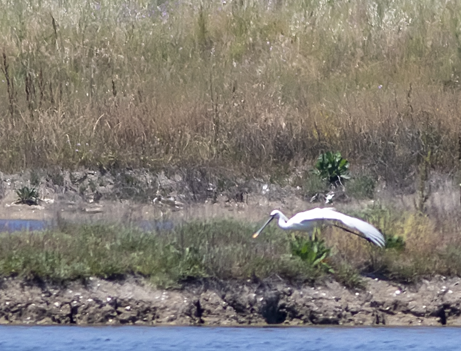 Eurasian Spoonbill