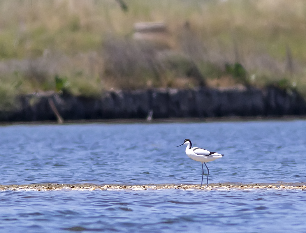 Pied Avocet
