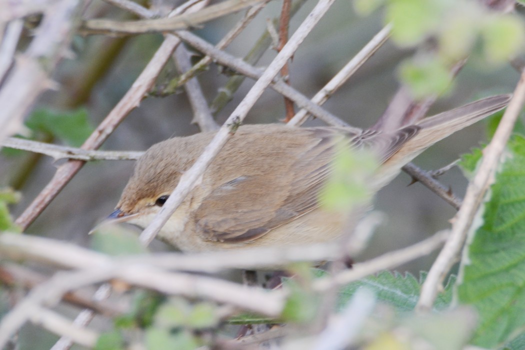 Marsh Warbler
