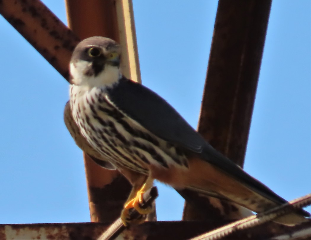 Eurasian Hobby