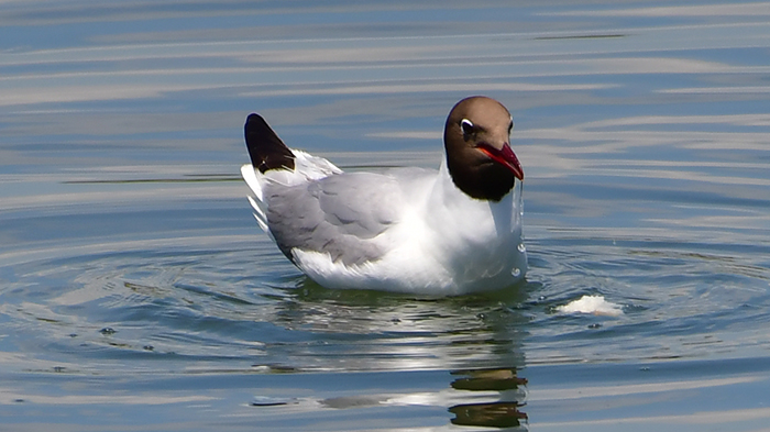 Black-headed Gull
