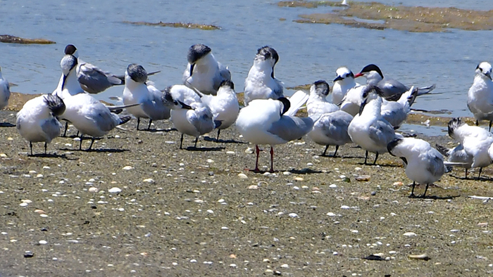 Sandwich Tern