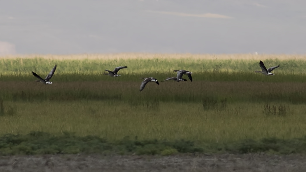 Greylag Goose