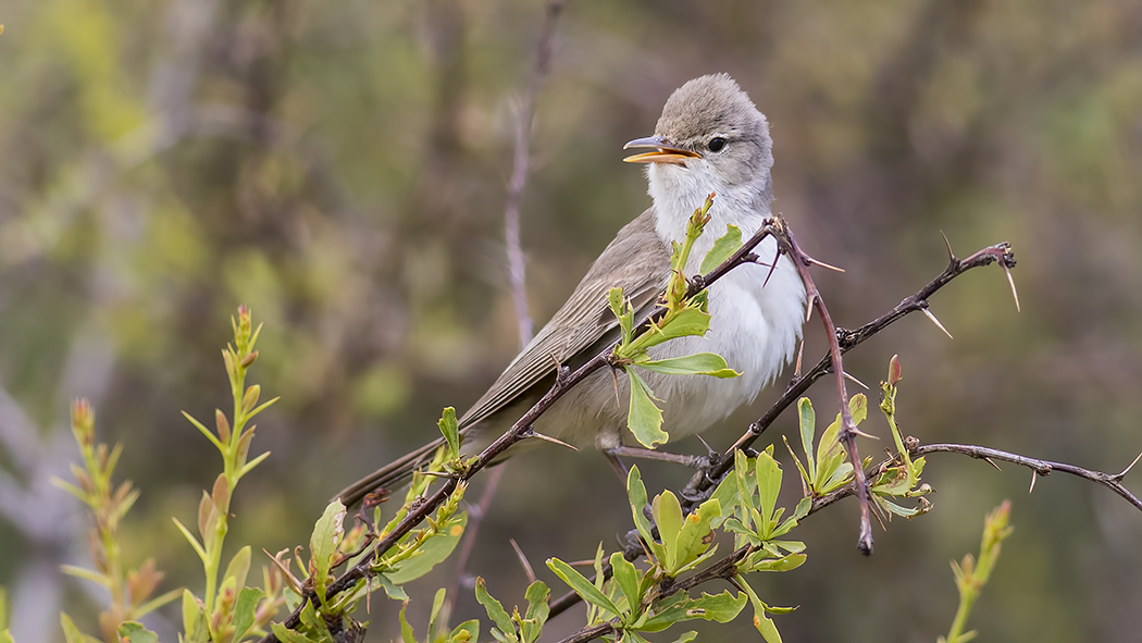 Upcher`s Warbler