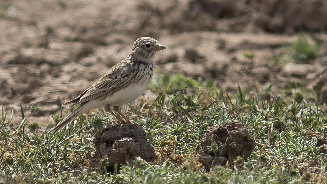 Turkestan Short-toed Lark