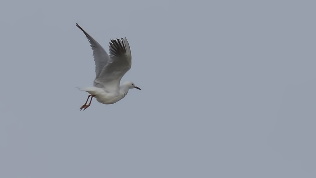 Slender-billed Gull