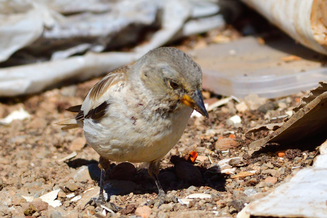White-winged Snowfinch