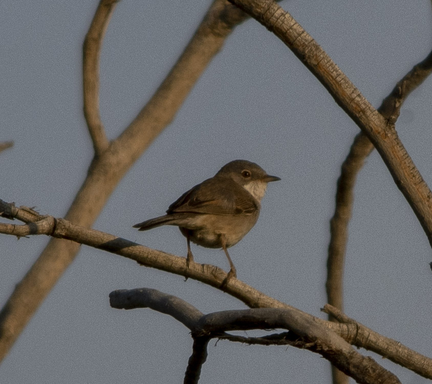 Common Whitethroat