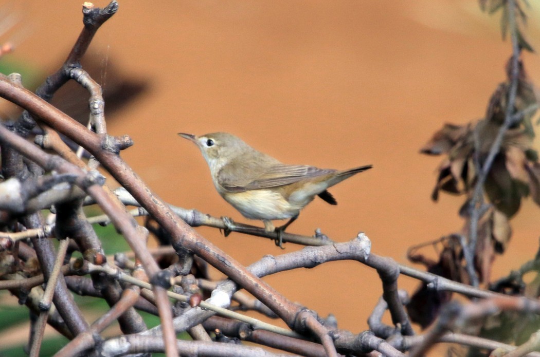 Common Reed Warbler
