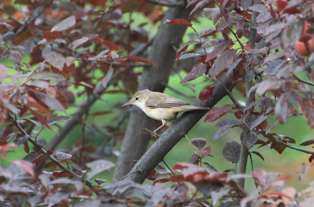 Eastern Olivaceous Warbler