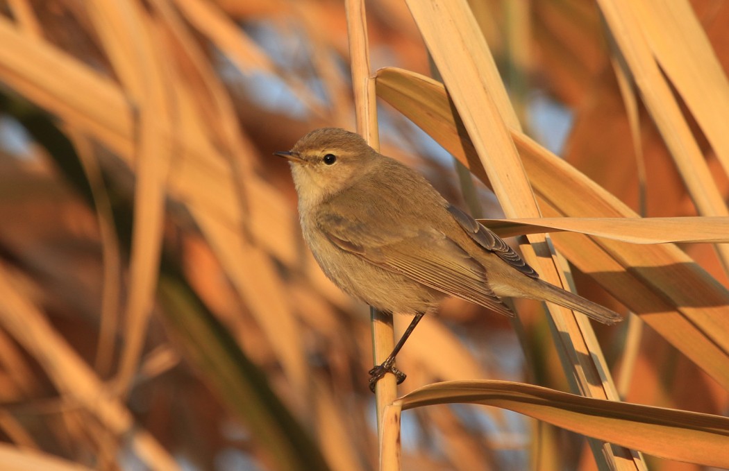 Common Chiffchaff