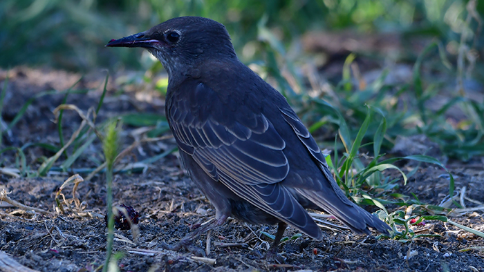 Common Starling
