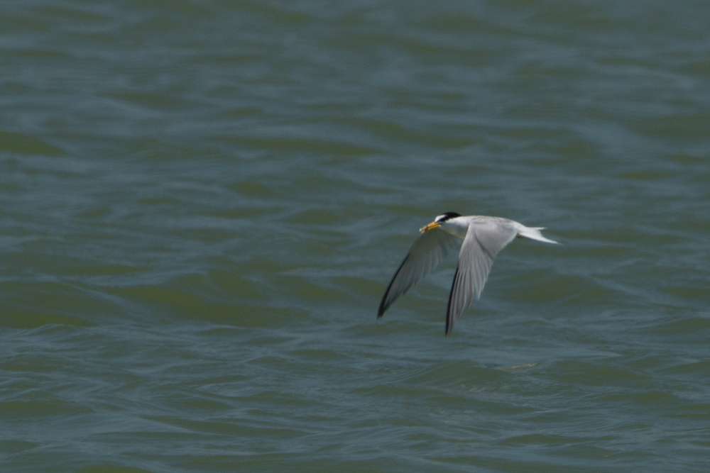 Little Tern