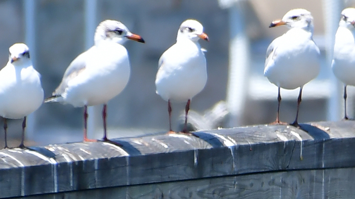 Mediterranean Gull