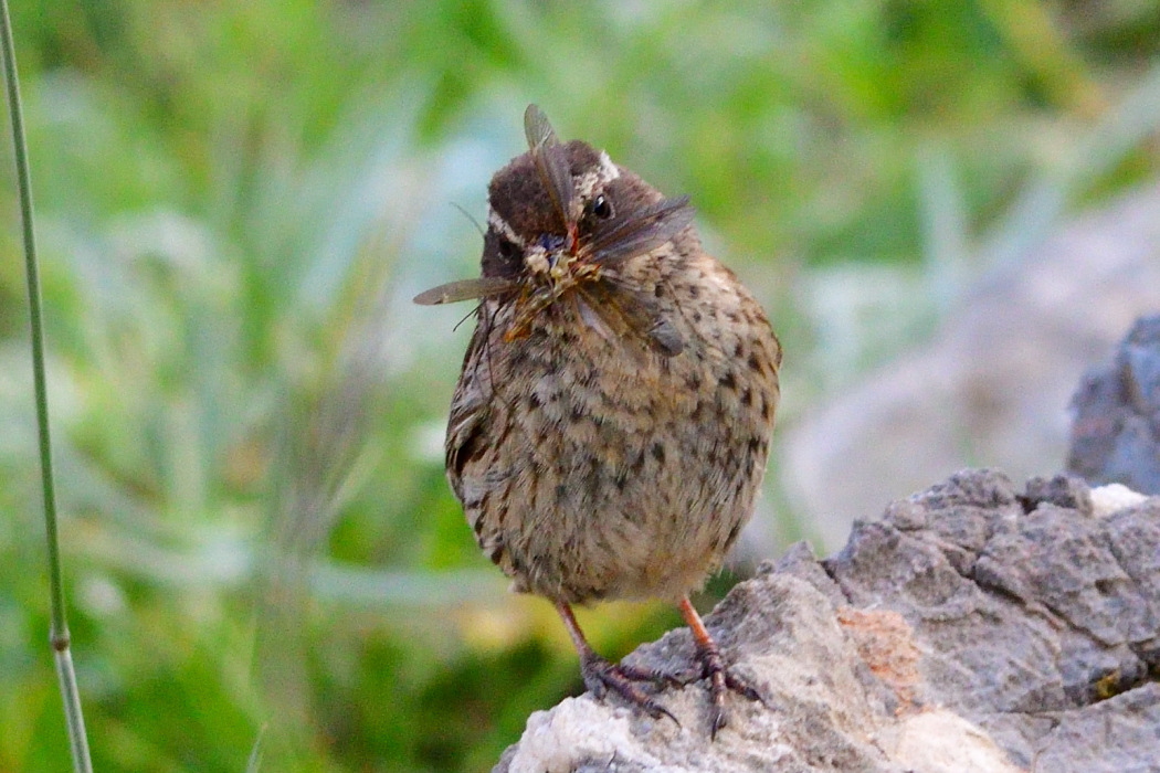Radde`s Accentor