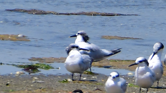 Sandwich Tern