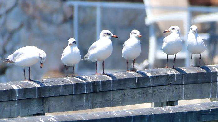 Mediterranean Gull