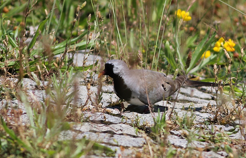 Namaqua Dove