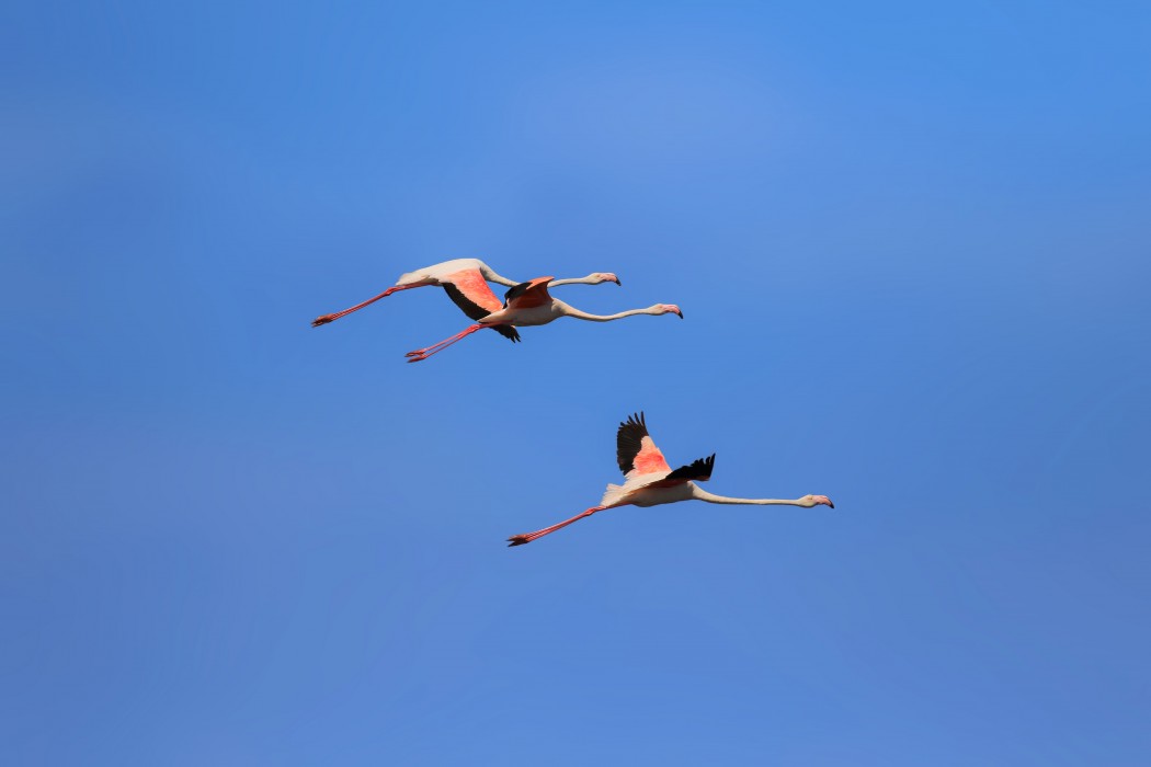 Greater Flamingo