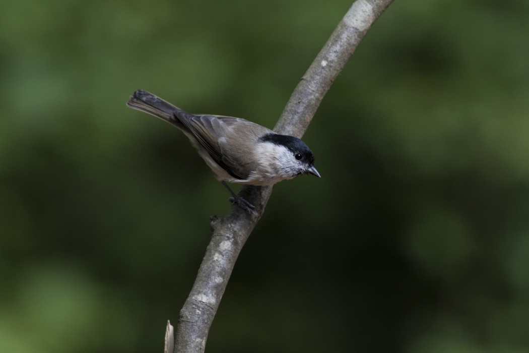 Marsh Tit
