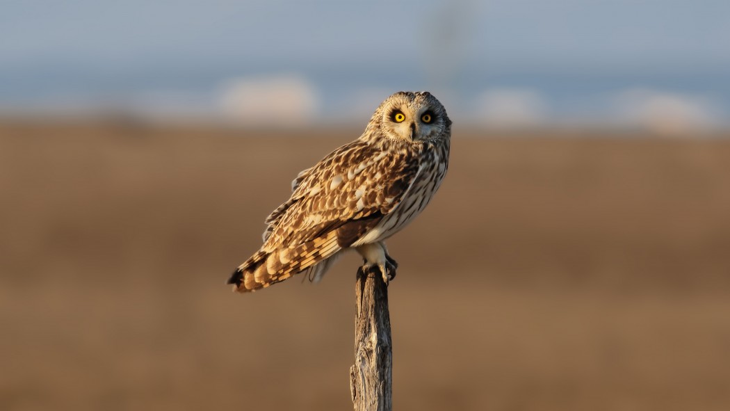 Short-eared Owl