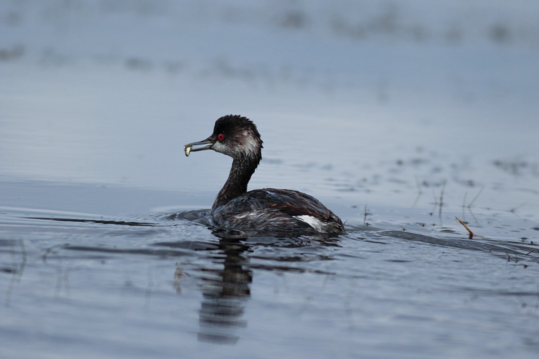 Black-necked Grebe