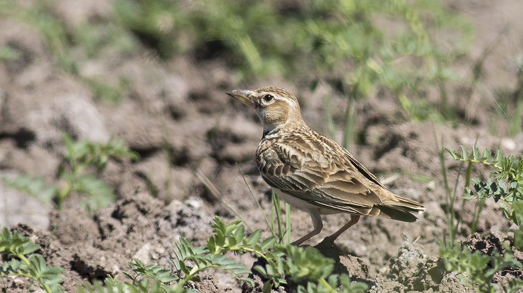 Bimaculated Lark