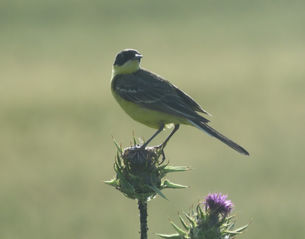 Western Yellow Wagtail