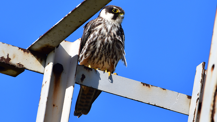 Eurasian Hobby