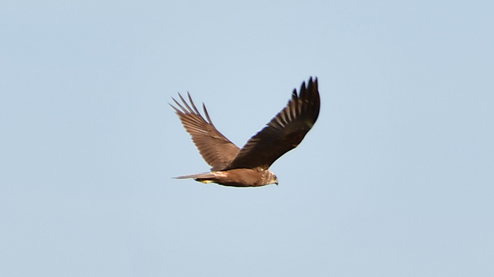 Western Marsh Harrier