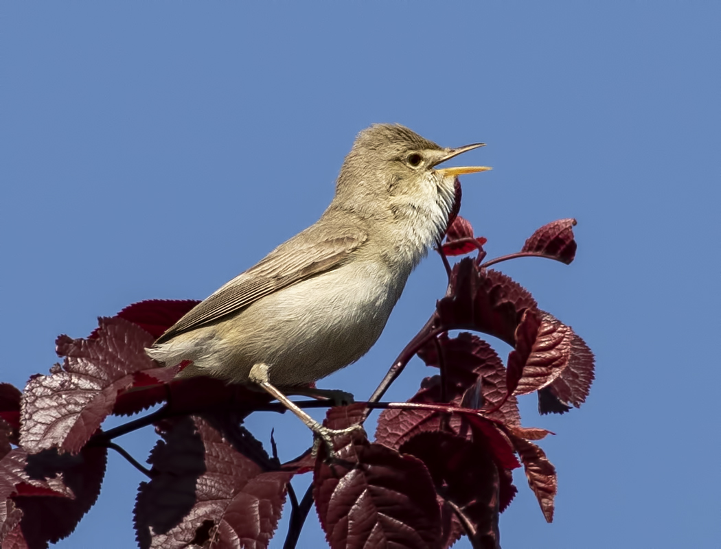 Eastern Olivaceous Warbler