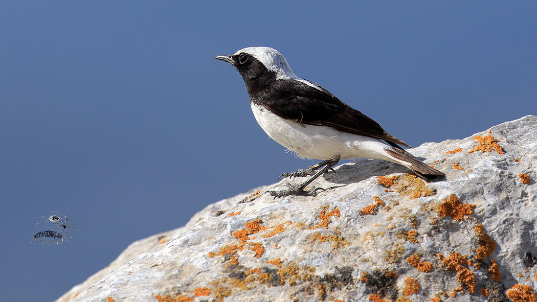 Finsch`s Wheatear