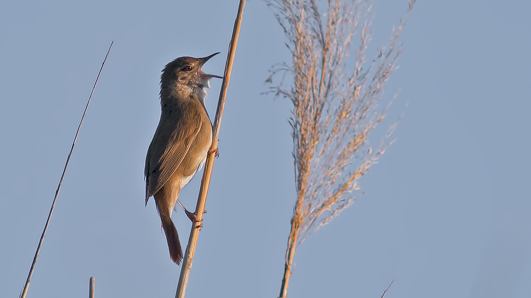 Savi`s Warbler