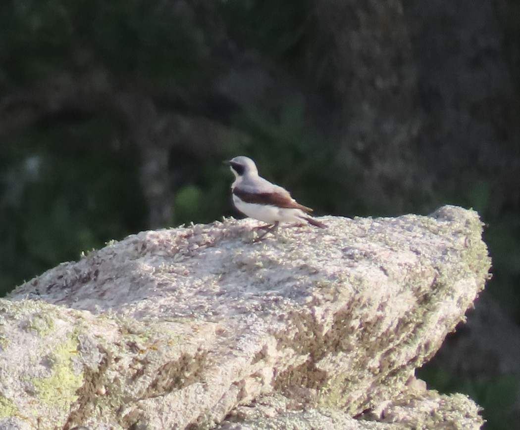 Northern Wheatear