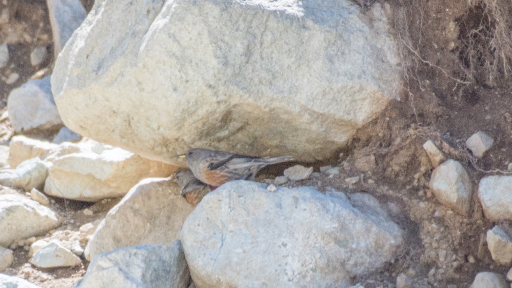 Alpine Accentor