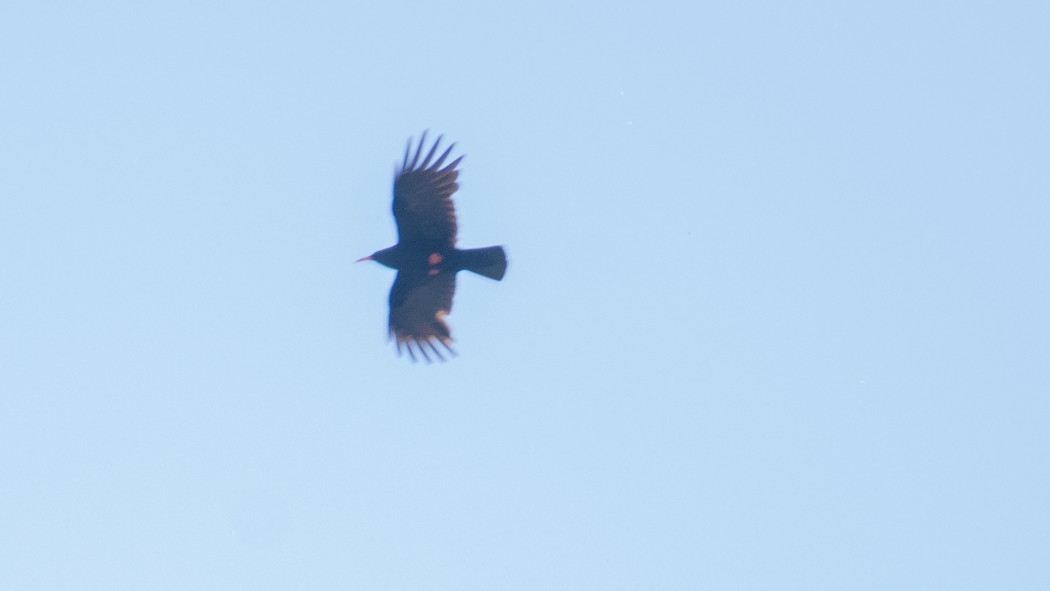 Red-billed Chough
